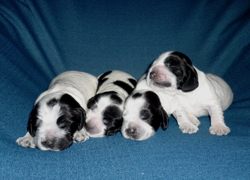 Vrh  D - štěňátka.JPG